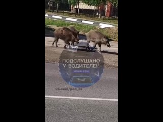 Ничего необычного, просто кабаны на прогулки в Павловском Посаде..