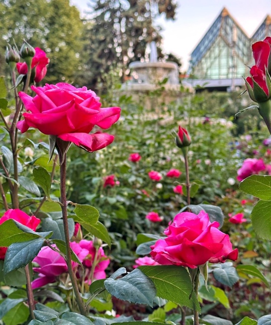 Розарий в парке Горького 🌹  Фото:..