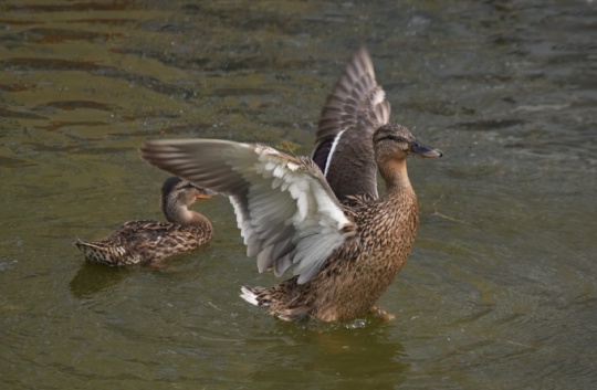 🦆🐥 На водоемах Коломны у птиц важная пора воспитания потомства. Иногда между разными видами возникают..