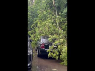 В Химках начался деревопад 😢  Вероятно, во всех районах есть упавшие деревья. На фото Юбилейный проспект,..