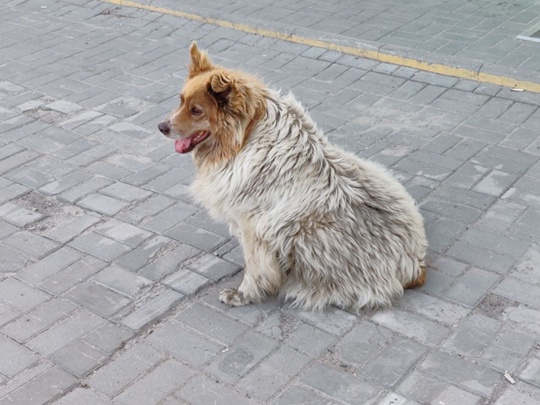 🐕 В Московской области продолжает действие программа, направленная на регулирование численности..