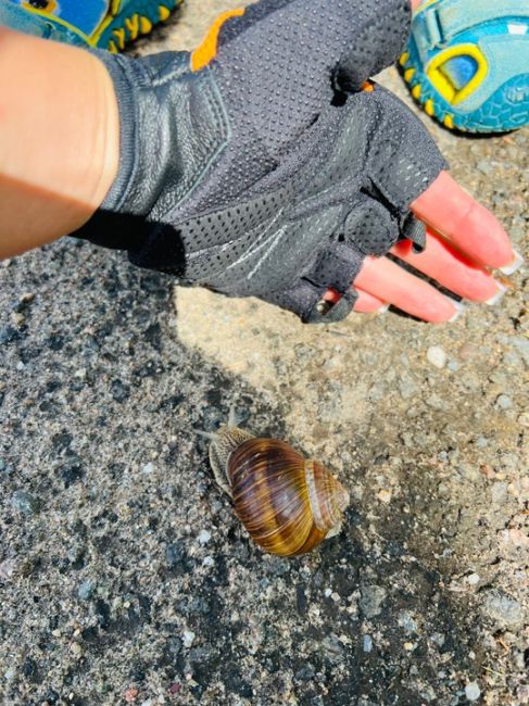 🐌В Московском регионе были зафиксированы случаи появления испанских слизней, которые могут быть опасны..