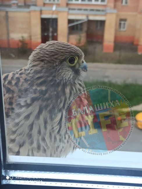 Ко мне в гости прилетело вот такое..