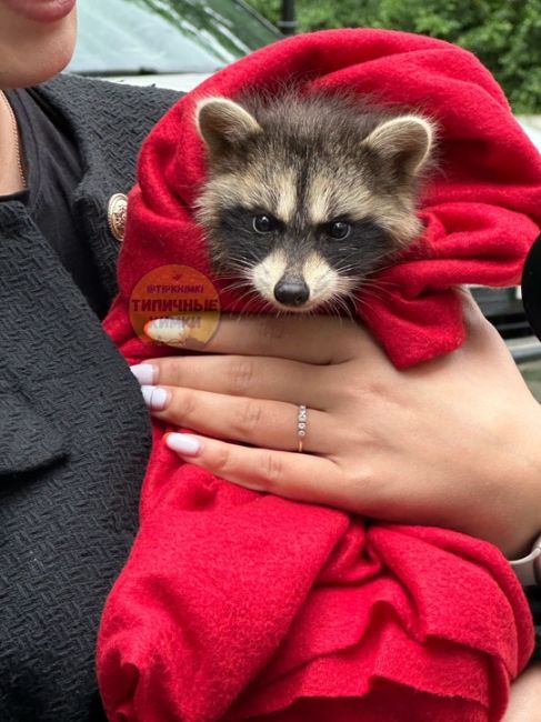 Знаете ли вы, что в старых Химках есть переулок Енотов? 🦝  Находится он между гимназией №9 и детским садом..