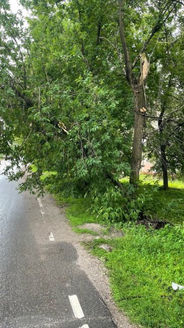 Проезд Красноармейский возле дома 6 скоро на дорогу упадет дерево, будьте осторожны..