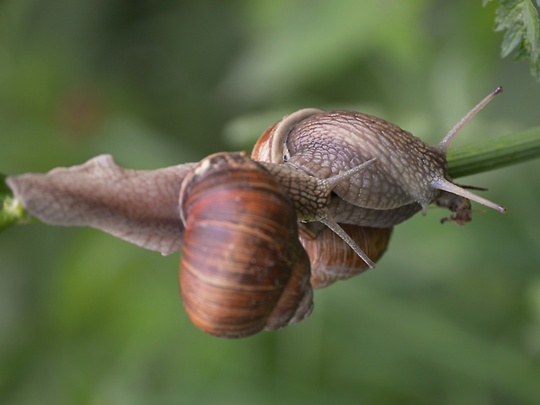 🐌 Заморский деликатес или опасный вредитель?  Некогда привезенные из-за границы для разведения виноградные..