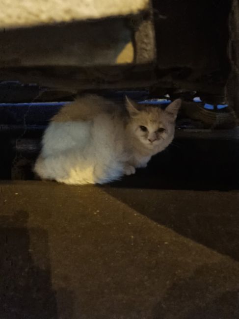 На улице Карбышева дома 29 найдет кот, белый с серым пятнышком на голове и пушистым хвостом. Видно, что..