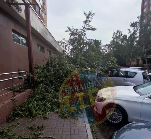 ‼На Балашихинском шоссе у «Ашана» из-за сильного ветра упало дерево. Оно повредило столб освещения и две..
