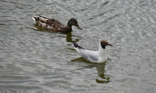 🦆🐥 На водоемах Коломны у птиц важная пора воспитания потомства. Иногда между разными видами возникают..