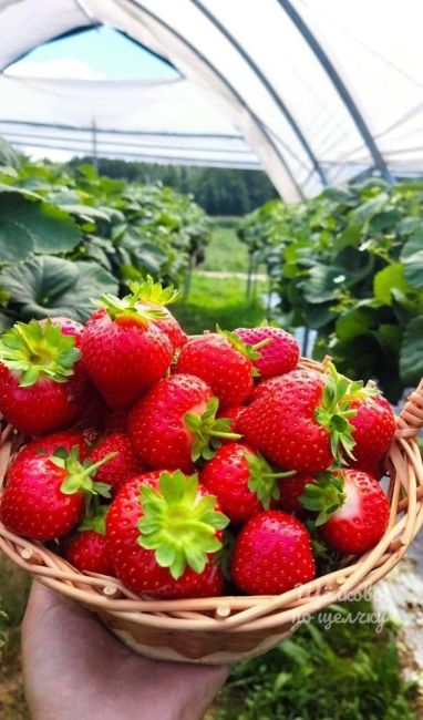 Больше натуральных и вкусных ягод в Щелково🍓  Крестьянскому хозяйству «Ягодная долина» передали в..