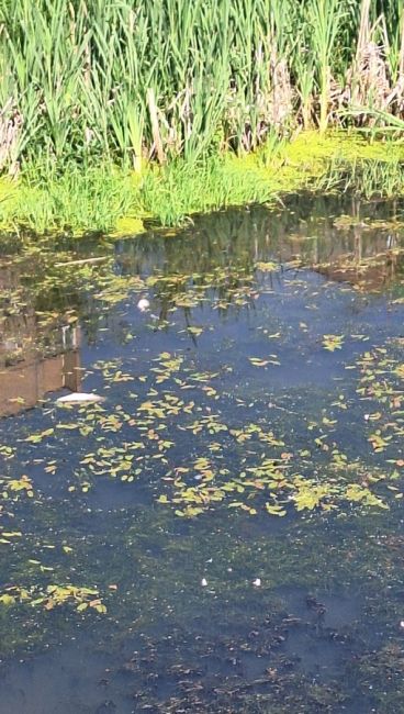 Вчера на поверхности Яузы было обнаружено массовое скопление мертвой рыбы. Фото из парка..