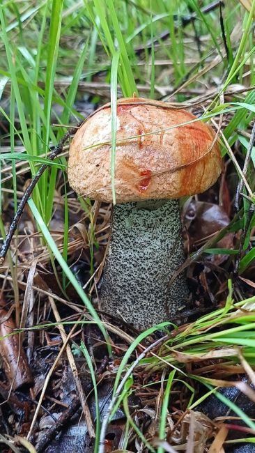 Вот такие грибочки растут в ногинских лесах.
Кто уже ходил за грибами, что нашли?😉  Кстати, в лесу и земляника..