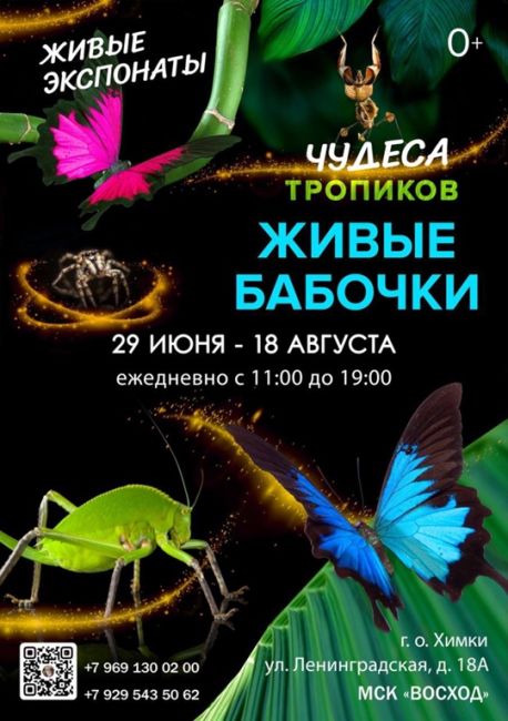 🦋 ВЫСТАВКА ЖИВЫХ БАБОЧЕК 
приглашает жителей и гостей городского округа Химки!  В уютном пространстве МСК..