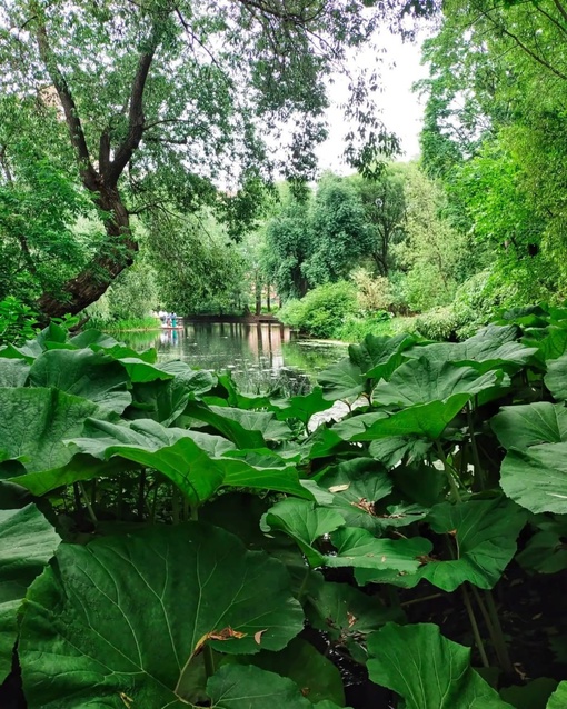 Прогулка по Аптекарскому огороду 🌿  Фото:..