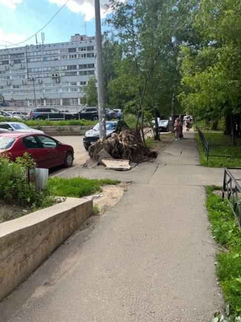 Вторую неделю спиленное дерево лежит на пешеходной дороге, прошу убрать и восстановить асфальтное покрытие...