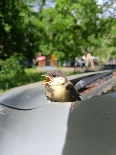 Орущий красивый птиц желает химчанам доброго утра..