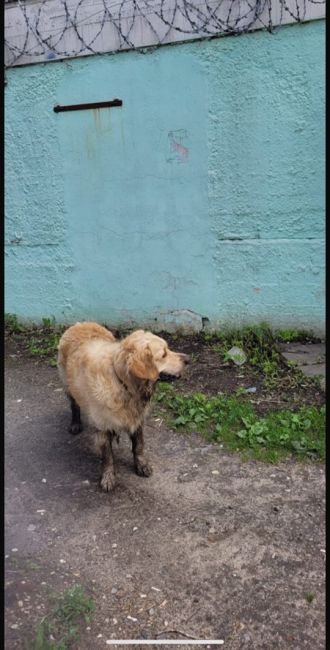 скинули фотографию, как у жуковского хлебозавода(по улице нижегородская) гуляет лабрадор, возможно..