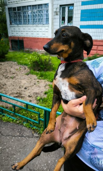 Нашли собаку - метиска такса, молодая девочка. Остановка Спортивная, в сторону Москвы, 26.06 в 9:10 утра. Бросалась..