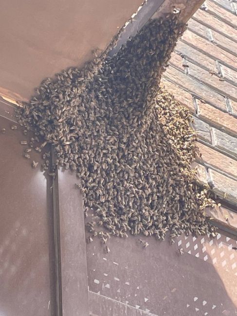 🐝В ЖК «Томилино Парк» огромный рой пчёл захватил козырёк..