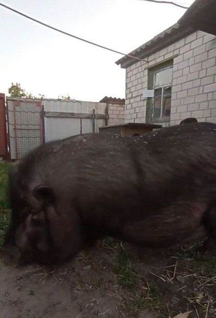 😱Огромную свинью выкормили хозяева за пять лет в деревне Новофрязино  Житель Щелкова поделился..