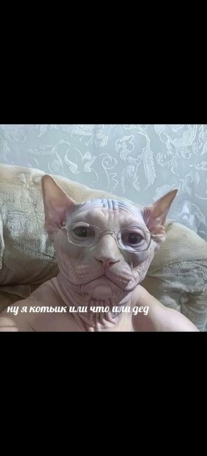 🐈Кто потерял сфинкса? Мальчик, который бегает возле 615 корпуса!  ТГК Живой..