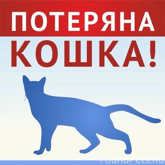 Не анонимно. Админ выложи, пожалуйста 
‼️🆘Сегодня в 9:30 убежала кошка с переноски на платформе..