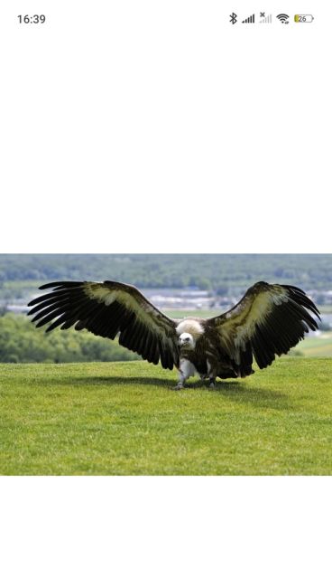 Вот такой красавчик водится в ЖК Солнечная Система 🦅  Пустельга обыкновенная, семейство соколиных...