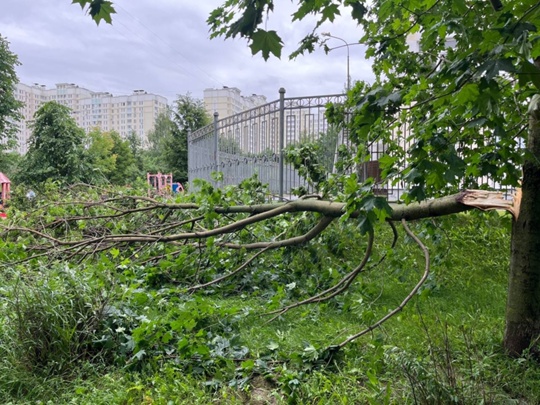 🌳Как много поваленных деревьев в разных частях..