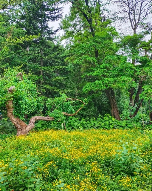 Прогулка по Аптекарскому огороду 🌿  Фото:..