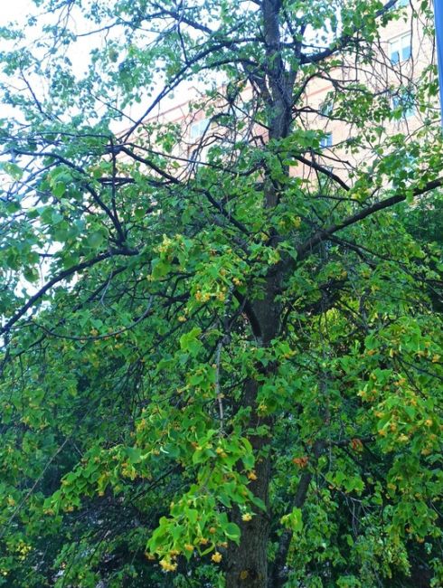 СПАСИТЕ ДЕРЕВЬЯ 🌳 
Часть повреждённых липовых деревьев, посаженных на Центральной аллее в Железнодорожном..