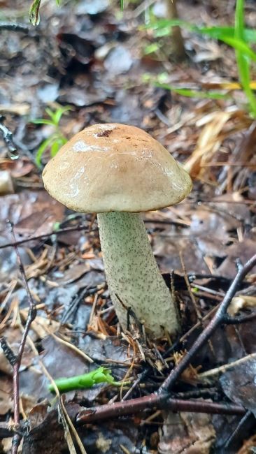 Вот такие грибочки растут в ногинских лесах.
Кто уже ходил за грибами, что нашли?😉  Кстати, в лесу и земляника..