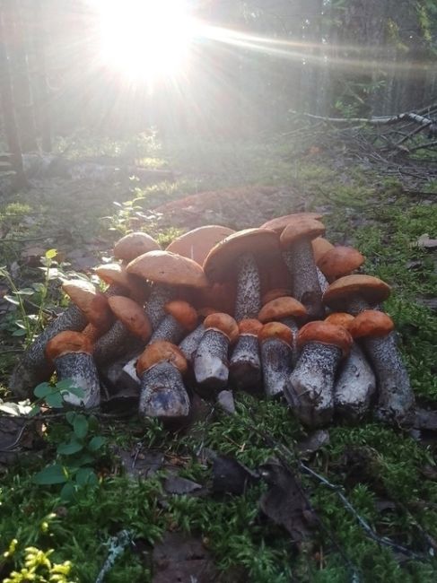 Грибной сезон начался в Московском регионе 
В лесах после дождей появились первые летние грибы —..