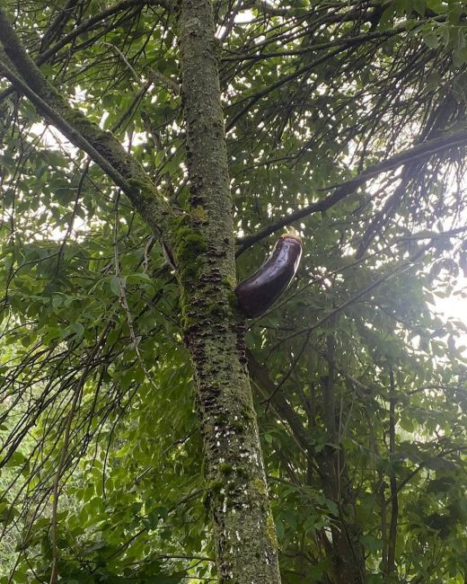 🍆 На улице 50 лет Октября на деревьях начали появляться первые баклажаны  Дикая природа..