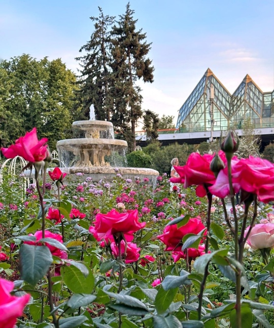 Розарий в парке Горького 🌹  Фото:..