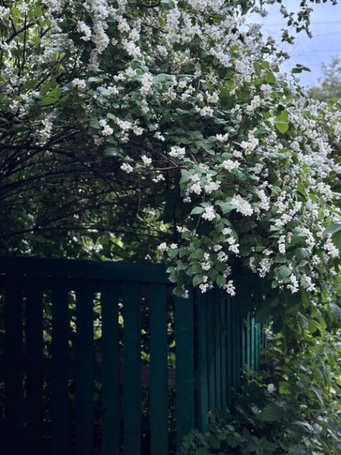 Уют старых двориков.
Пышное цветение жасмина-такая простая и понятная красота!  Спасибо за фото..