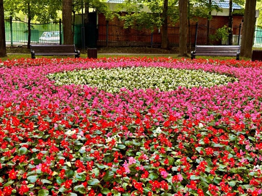 В этом году в парках Красногорска высадили много цветов. Проявляйте бережное отношение – не рвите и не..