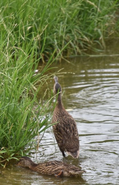 🦆🐥 На водоемах Коломны у птиц важная пора воспитания потомства. Иногда между разными видами возникают..