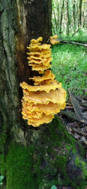 🍄После новостей про ливень очень лаконично смотрятся новости про грибы: в лесах Подмосковья «поперли»..