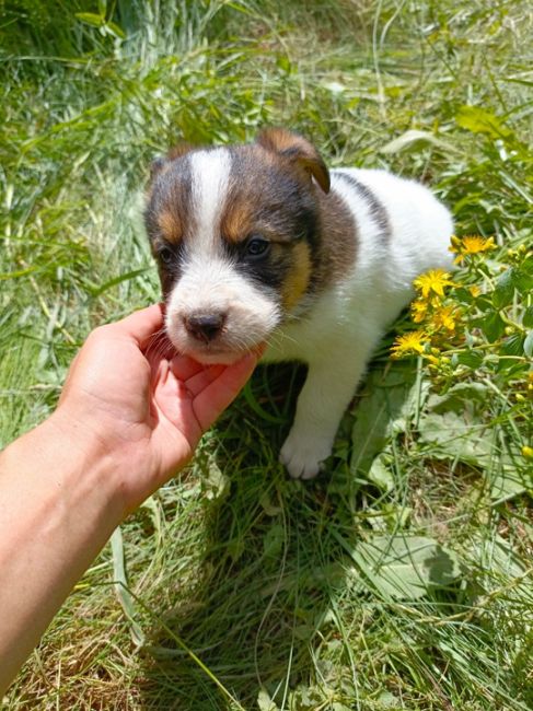 Мальчику месяц, помогите спасти с улицы..