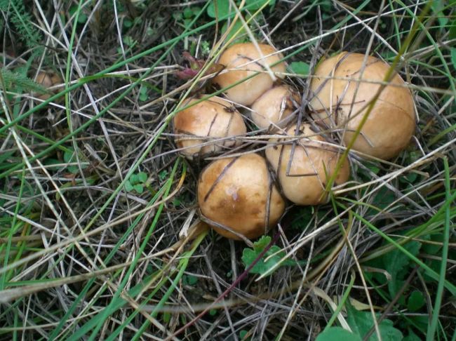 🍄После новостей про ливень очень лаконично смотрятся новости про грибы: в лесах Подмосковья «поперли»..