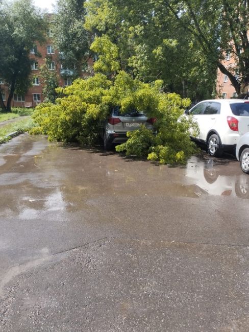 Климовск, проспект 50 лет Октября. Во время дождя дерево упало на машину во..
