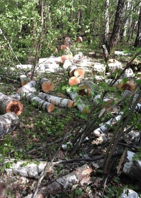 🌲🌲 С начала года в Подмосковье возбуждено 15 уголовных дел за незаконную рубку лесных насаждений, об этом..