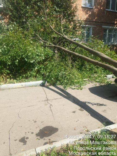 Маштакова 5Б, 4 подъезд упало дерево прямо на вход в подъезд, проезд..