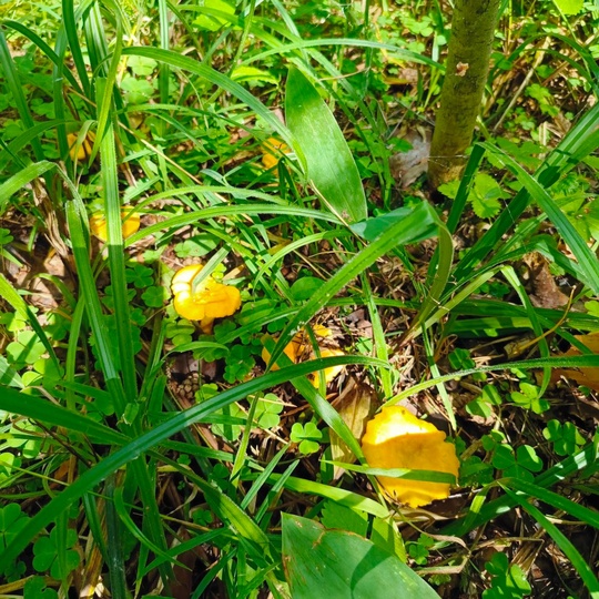 ГРИБНОЙ УЛОВ 🍄‍
Грибник в группе есть? Делитесь своим уловом... Мы тут чуть-чуть..