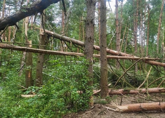 🌲🌲 В коломенских лесах продолжают устранять последствия июньского урагана  После июньского урагана в..