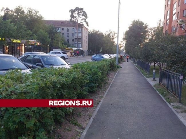 Клены и кусты шиповника привели в порядок на улице Тургенева в Пушкино  Несмотря на жаркую погоду,..