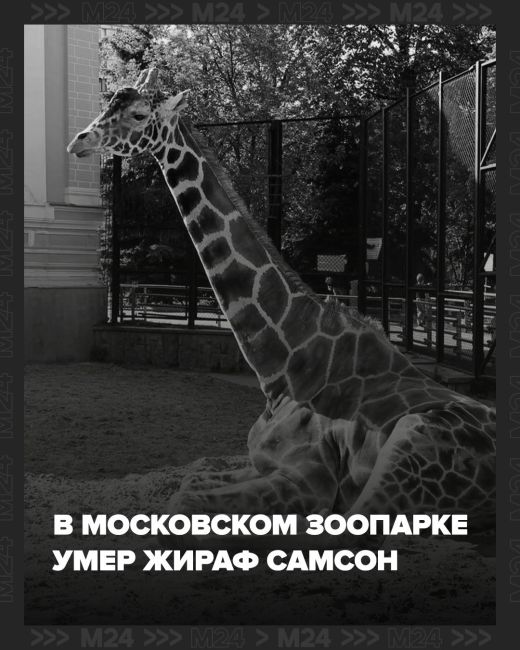 ◾️ Умер жираф Самсон — легенда Московского зоопарка. Он не дожил до своего дня рождения две недели.  Любимцу..