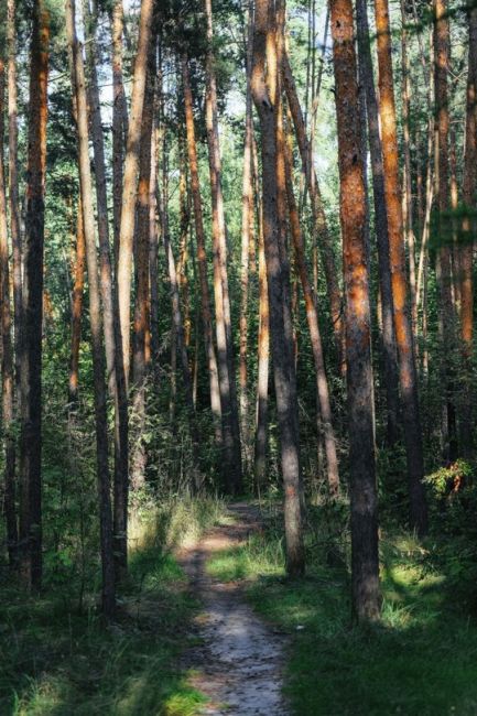 Серебряный Бор  Фото: Александр..