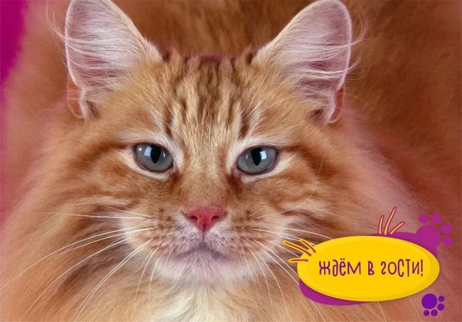 ЭЛЕКТРОСТАЛЬ! Только с 3 по 28 июля! «Страна Мурляндия» - выставка котиков и кошечек необычных пород со всего..