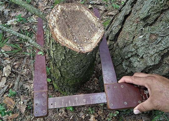 🌲🌲 С начала года в Подмосковье возбуждено 15 уголовных дел за незаконную рубку лесных насаждений, об этом..